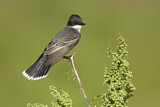 Image. Eastern Kingbird
