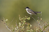 Image. Eastern Kingbird