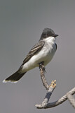 Image. Eastern Kingbird