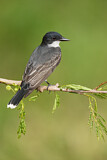 Image. Eastern Kingbird