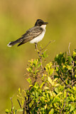 Image. Eastern Kingbird