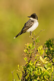 Image. Eastern Kingbird