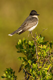 Image. Eastern Kingbird