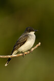 Image. Eastern Kingbird