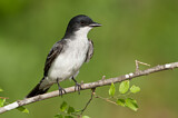 Image. Eastern Kingbird