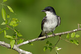 Image. Eastern Kingbird