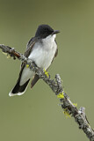 Image. Eastern Kingbird