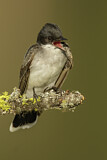 Image. Eastern Kingbird