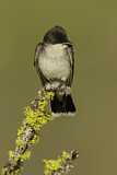 Image. Eastern Kingbird