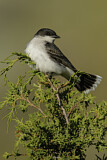 Image. Eastern Kingbird