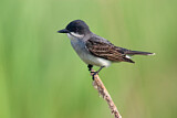 Image. Eastern Kingbird