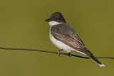 Image. Eastern Kingbird