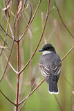 Image. Eastern Kingbird