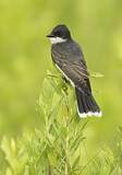 Image. Eastern Kingbird