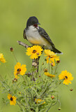 Image. Eastern Kingbird