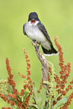 Image. Eastern Kingbird