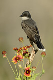 Image. Eastern Kingbird