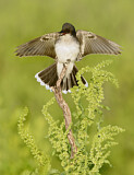 Image. Eastern Kingbird