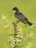Image. Eastern Kingbird