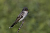 Image. Eastern Kingbird