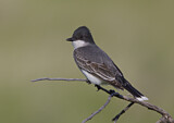 Image. Eastern Kingbird