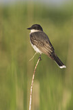 Image. Eastern Kingbird