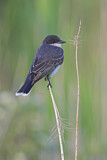Image. Eastern Kingbird