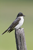Image. Eastern Kingbird