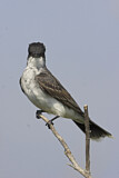 Image. Eastern Kingbird