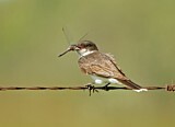 Image. Eastern Kingbird