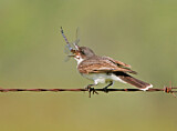Image. Eastern Kingbird