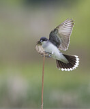 Image. Eastern Kingbird