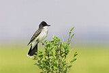 Image. Eastern Kingbird