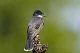 Image. Eastern Kingbird