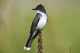 Image. Eastern Kingbird