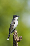 Image. Eastern Kingbird