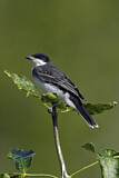 Image. Eastern Kingbird