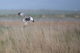 Image. Eastern Marsh Harrier