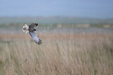 Image. Eastern Marsh Harrier