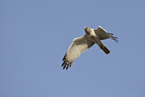Image. Eastern Marsh Harrier