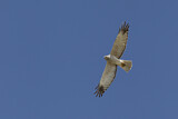 Image. Eastern Marsh Harrier