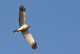 Image. Eastern Marsh Harrier