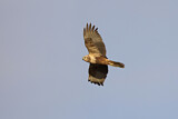 Image. Eastern Marsh Harrier