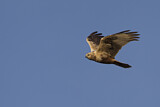 Image. Eastern Marsh Harrier