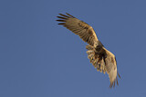 Image. Eastern Marsh Harrier