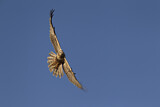 Image. Eastern Marsh Harrier