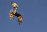 Image. Eastern Marsh Harrier