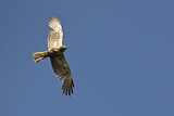 Image. Eastern Marsh Harrier