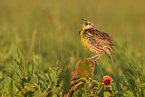 Image. Eastern Meadowlark