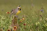 Image. Eastern Meadowlark